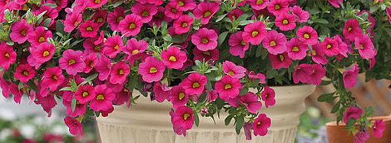 Thompson And Morgancali KB3187 A