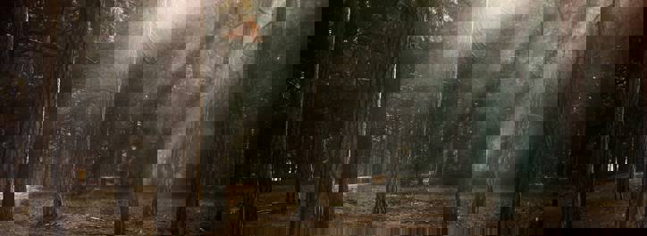 Finding an engineering needle in a haystack for Consolidated Timber Holdings