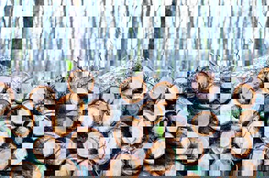 Photo by Lukas: https://www.pexels.com/photo/brown-chop-logs-on-outdoor-296333/